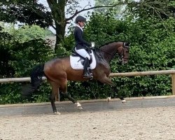 dressage horse Sansibar Ross (Rhinelander, 2015, from Sir Heinrich OLD)