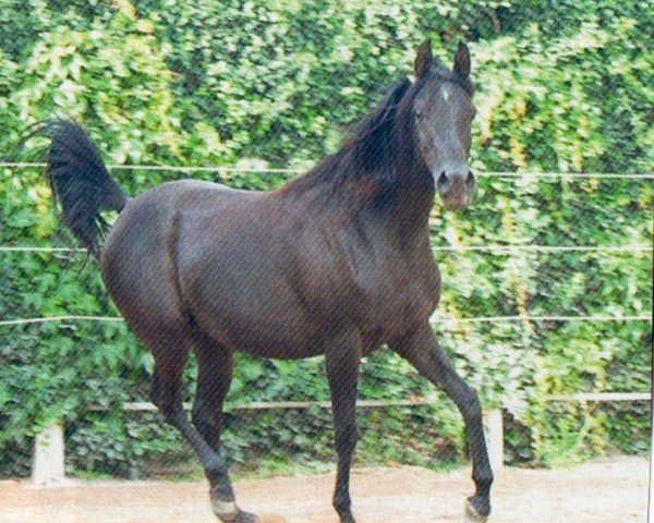 Zuchtstute Amy ox (Vollblutaraber, 2004, von Khalif El Assuad ox)