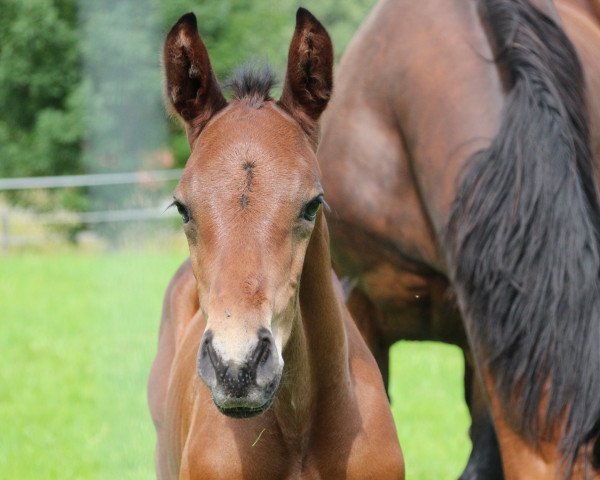 Springpferd Chesthago Blue (Westfale, 2021, von Charthago Blue OLD)