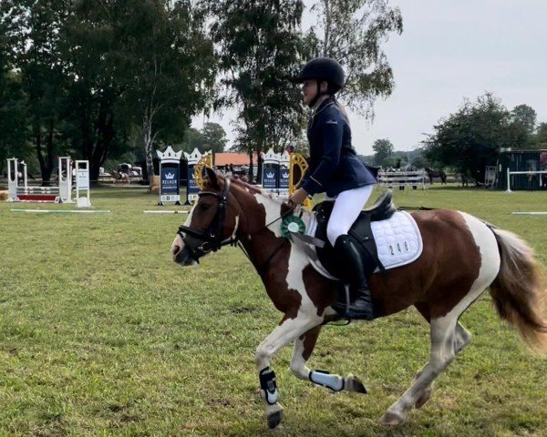 Springpferd Muffin-Girl (Pony ohne Rassebezeichnung, 2018)