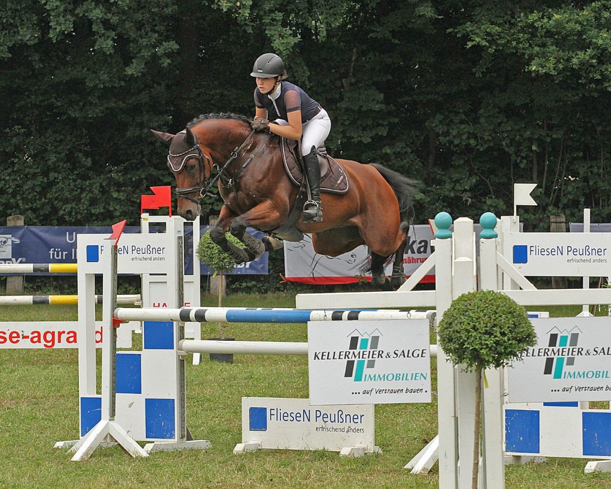 jumper Cute Lord (Holsteiner, 2013, from Casall Ask)