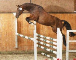 dressage horse Comtesse 206 (Holsteiner, 2007, from Con Air)