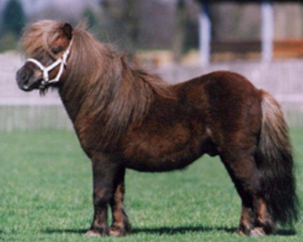 stallion Varrington v.d. buske (Shetland pony (under 87 cm), 2004, from Kiliam van Dennehove)