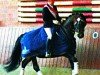 Dressurpferd Pago Go (Trakehner, 2004, von Bel Espace Go)