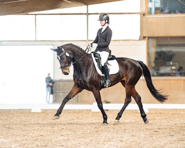 dressage horse Hope 80 (Zweibrücken, 2013, from Hochadel)
