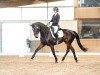 dressage horse Hope 80 (Zweibrücken, 2013, from Hochadel)