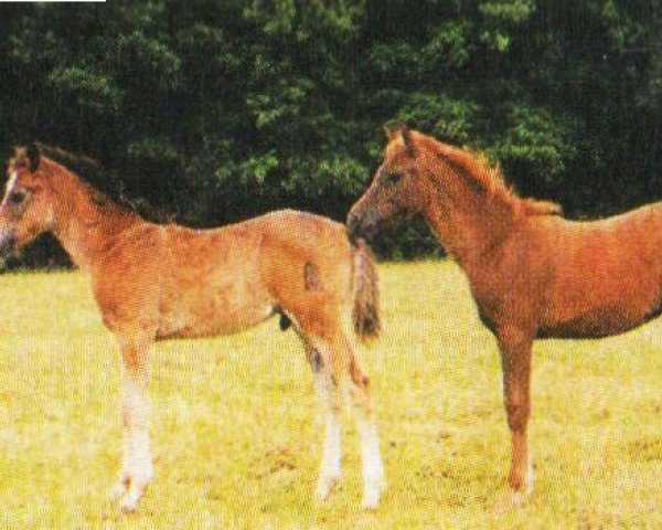 Dressurpferd Marengo 230 (Deutsches Reitpony, 2003, von Messino)