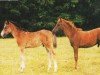 Dressurpferd Marengo 230 (Deutsches Reitpony, 2003, von Messino)