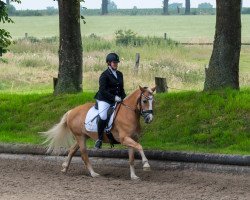 dressage horse Starlet (Haflinger, 2008, from Sterntaenzer)