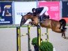 jumper Colland Sr (Westphalian, 2018, from Comme il Faut)