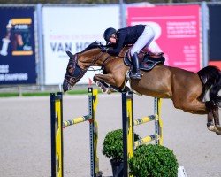 Springpferd Colland Sr (Westfale, 2018, von Comme il Faut)