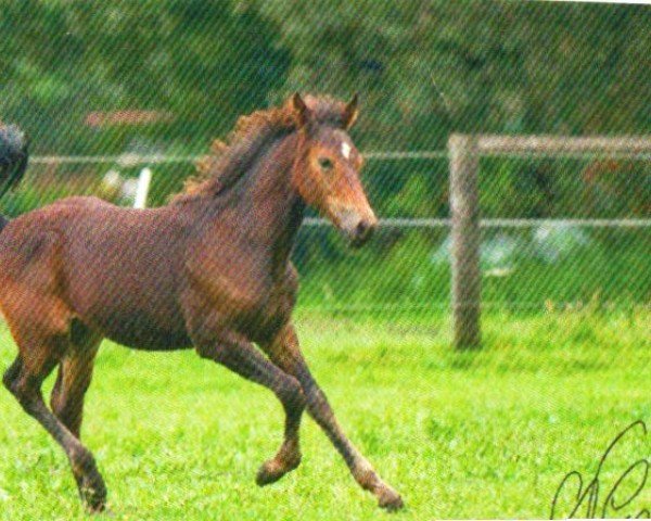 Pferd Legolas (Deutscher Traber, 2011, von Cinas Titan (DE))