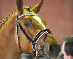 stallion Diamant de La Lande (Westphalian, 2013, from Diamant de Semilly)