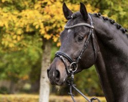 stallion Chess vd Berghoeve Z (Zangersheide riding horse, 2017, from Cornet Obolensky)