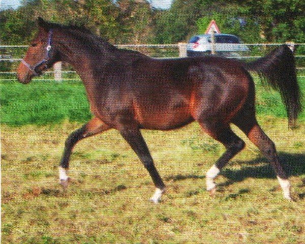 jumper Campino van Kasteel (Rhinelander, 2008, from Completto)