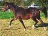 jumper Campino van Kasteel (Rhinelander, 2008, from Completto)