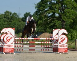 jumper Bella-Donna 18 (Oldenburg show jumper, 2014, from Balou du Rouet)