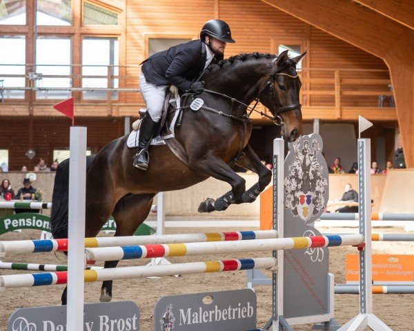 jumper Timanfaya Z (Zangersheide riding horse, 2019, from Tangelo van de Zuuthoeve)