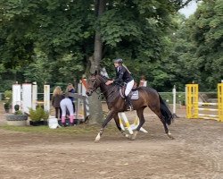 dressage horse Rocky Rainbow (Westphalian, 2015, from Rocky Lee)