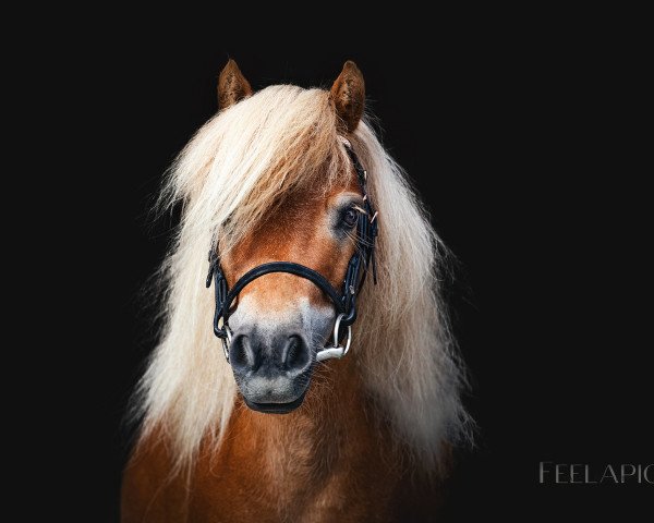 Zuchtstute Gemmeke v.d. wepsehoeve (Shetland Pony (unter 87 cm), 2013, von Zenzo v.d. Menger)