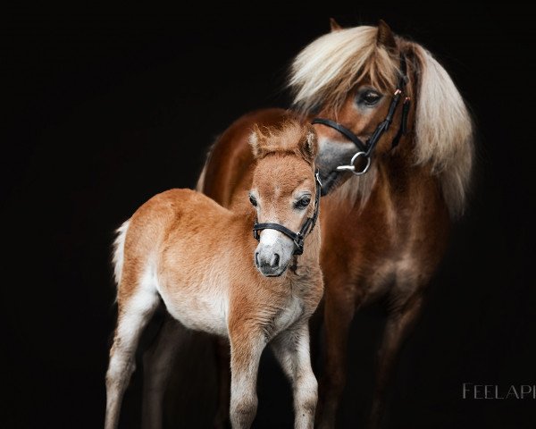 Deckhengst Very Little Kian von Saksen (Shetland Pony (unter 87 cm), 2020, von Varrington v.d. buske)