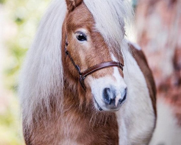 jumper Sunny Boy von Saksen (Shetland pony (under 87 cm), 2015, from Steinburgs Thunderstorm)