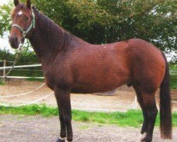 horse Malcolm Max (Quarter Horse, 2006, from Cocky Maxwell Power)