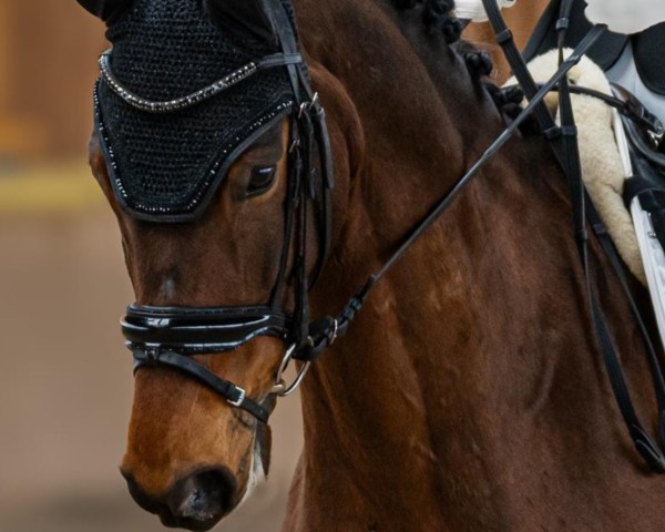 dressage horse Duke T. (Hanoverian, 2015, from Don Index)