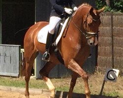 dressage horse Best Buddy 7 (Hanoverian, 2014, from Bretton Woods)