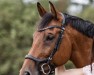 jumper Lustino (German Warmblood, 2010, from Landprinz)
