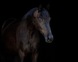 dressage horse Don Dior 15 (Oldenburg, 2019, from Don Romanov)