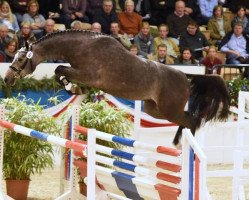 stallion Caspian 9 (Holsteiner, 2013, from Caretino)