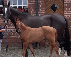 dressage horse Vivat Rose (Noble Warmblood, 2021, from Vivat Rex)