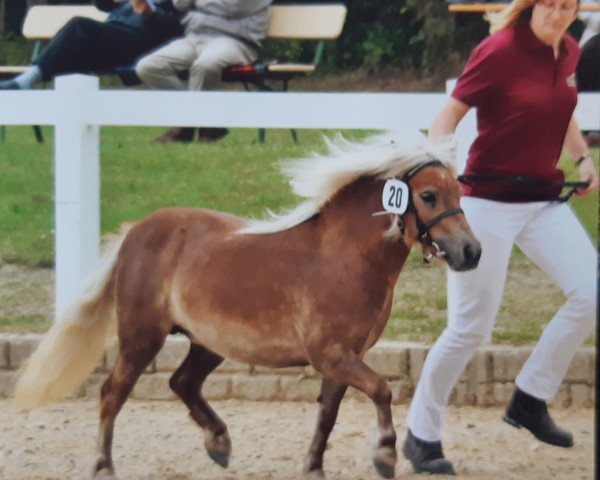 Zuchtstute Daisy v.d. Spoorlijn (Shetland Pony (unter 87 cm), 2010, von Lector van de Nijkamphoeve)