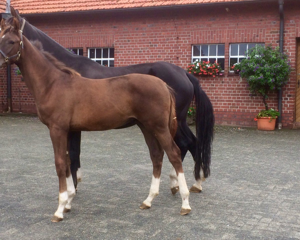 dressage horse Leon (Noble Warmblood, 2019, from Le Vivaldi)