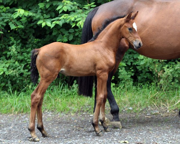 dressage horse Tommaso MW (Westphalian, 2021, from Taurus)