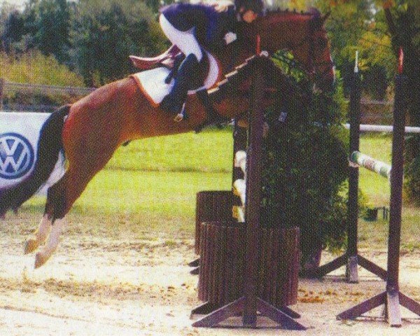 horse Charly Brouwn (German Riding Pony, 1993, from Conar)