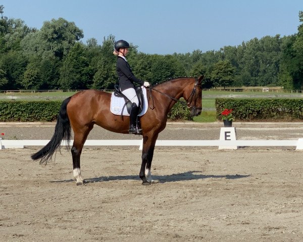 dressage horse TI Rita Sport (Oldenburg, 2011, from Riccidoff)