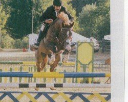 horse Desiree Q (Arab half breed / Partbred, 1997, from Delano N)