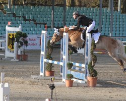 Zuchtstute Stella (0,39% ox) (Haflinger, 2002, von Step by Step)