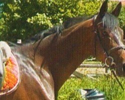 dressage horse Alize 5 (Trakehner, 2006, from Cadeau)