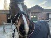 dressage horse Danka 21 (German Riding Pony, 2017, from Fs Numero Uno)