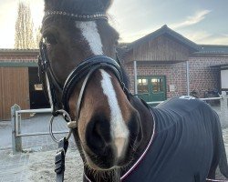dressage horse Danka 21 (German Riding Pony, 2017, from Fs Numero Uno)