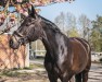 Springpferd Saphira 199 (Hannoveraner, 2010, von Sir Calypso)