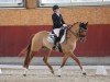 dressage horse Der kleine Arogno (German Riding Pony, 2018, from Dating AT NRW)