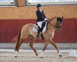 Dressurpferd Der kleine Arogno (Deutsches Reitpony, 2018, von Dating AT NRW)