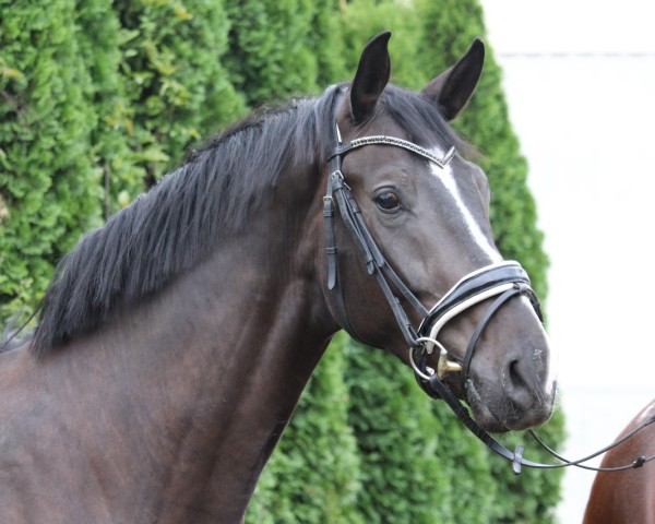 dressage horse Morgenstern 10 (Austrian Warmblood, 2019, from Maracana)