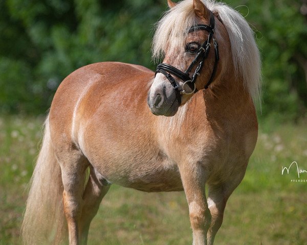 horse Lars v. Ottersum (Shetland pony (under 87 cm), 1996, from Acquit v. Spuitjesdom)