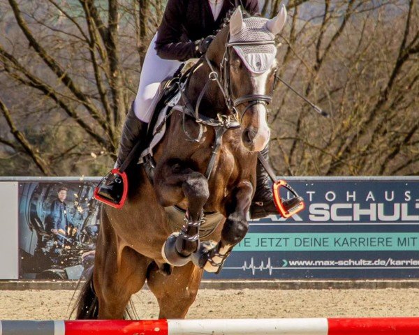 Springpferd Quite Shark (Deutsches Sportpferd, 2019, von Quite Carenzo)