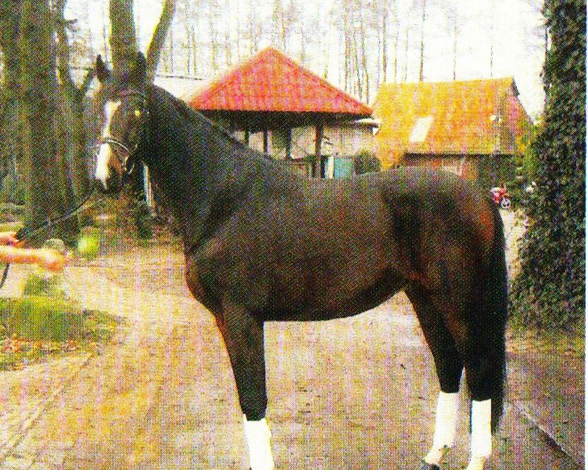Pferd Elias 33 (Oldenburger, 1998, von Ex Libris)